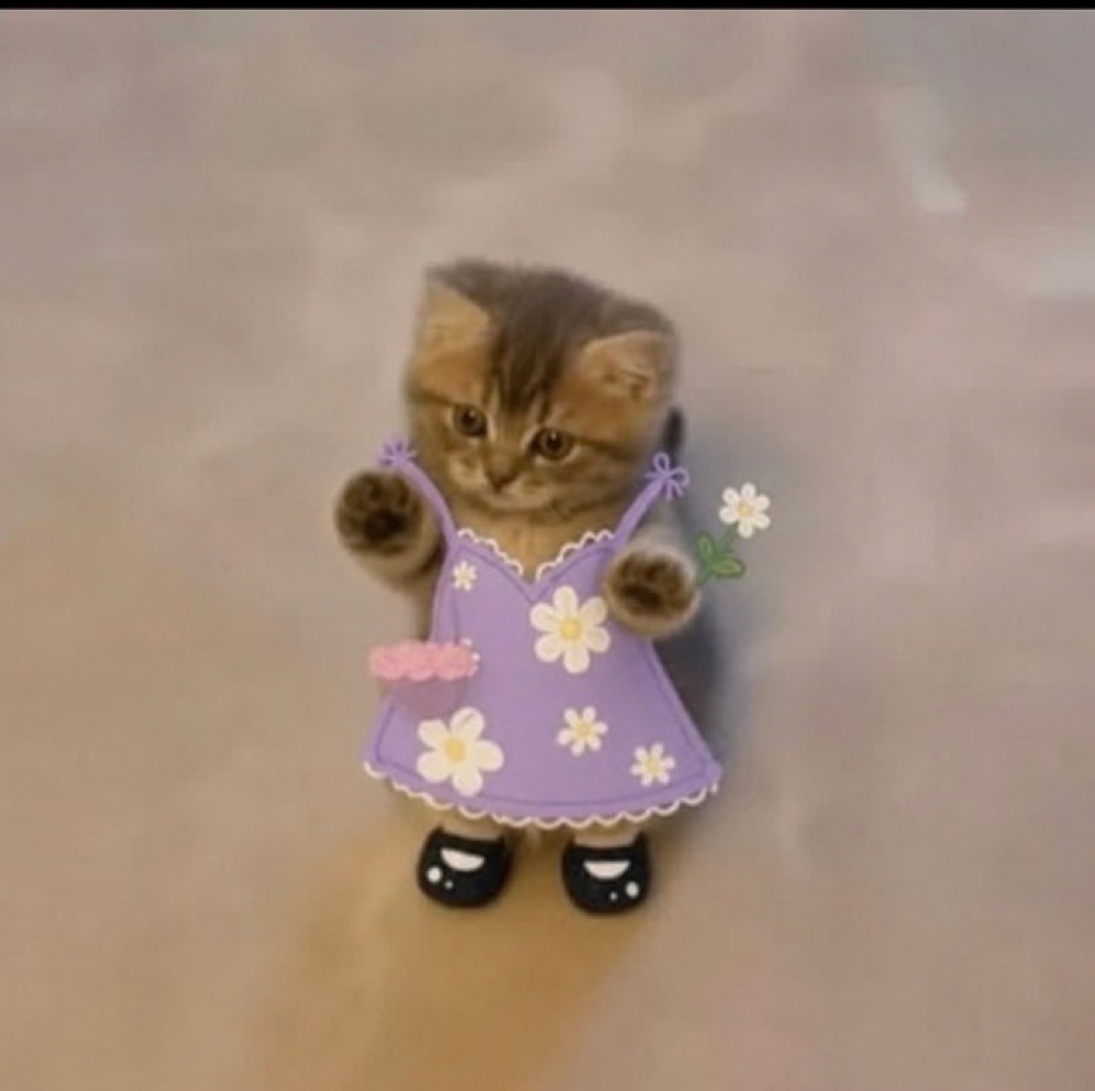 wiwiwi kitten in a purple flower dress
