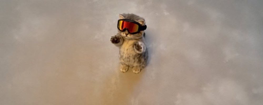 wiwiwi kitten with ski goggles in the snow